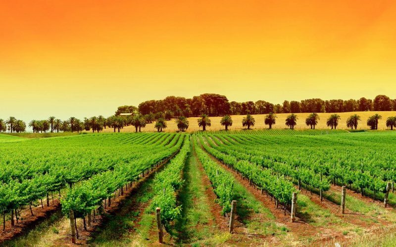 italian-vineyard-tuscany